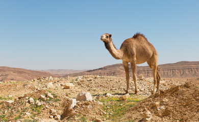 chameau dans le désert du Néguev
