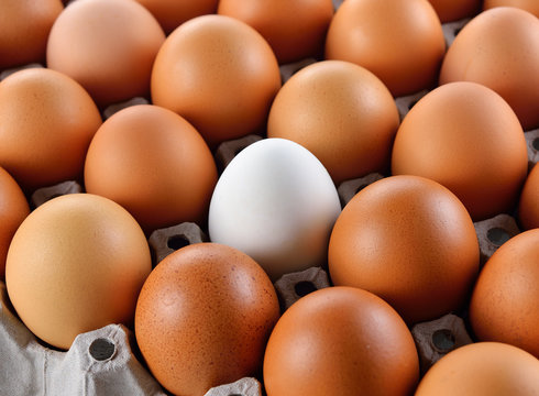 Closeup of white egg in carton