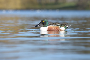 Northern Shoveler, Shoveler, Anas clypeata