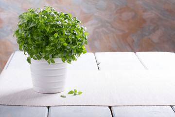 Fresh green basil  in a white pot.