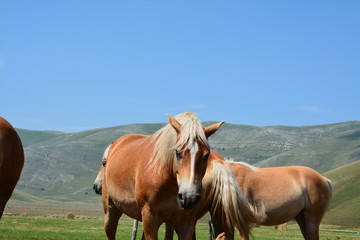 Fototapeta premium 400