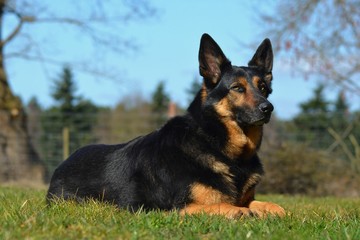 Deutscher Schäferhund liegend