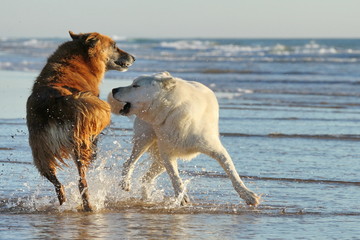 Spielende Hunde im Meer