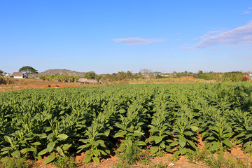 Tobacco field in Vinales Valley.  Pinar del Rio Province