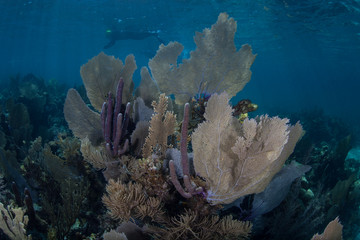 Caribbean Reef