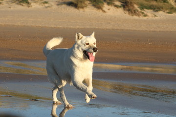 Weisser Hund läuft am Strand