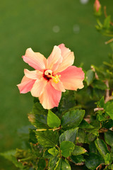 Obraz premium hibiscus
