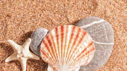 Summer trip still life over sand. Shellfish and starfish