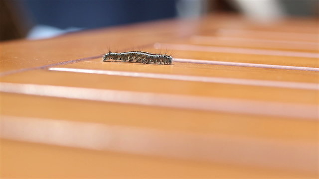 Playing with a Caterpillar