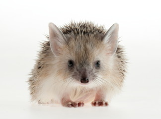 Photo hedgehog in studio.