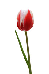 spring flower pink or red tulip isolated on white