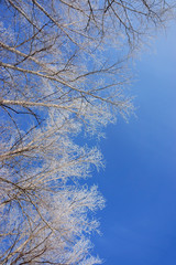 winter landscape, winter forest