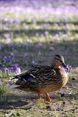 Stockenten