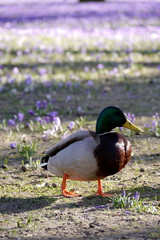 Stockenten