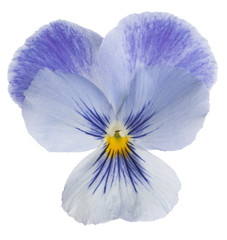 pansy