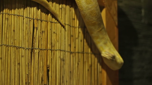 Pyhton Snake