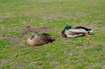 Couple of European ducks on a grass