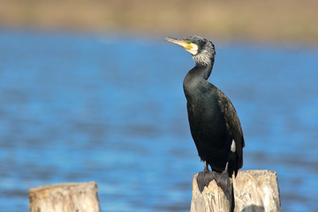 cormorano (Phalacrocorax carbo)