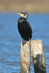 cormorano (Phalacrocorax carbo)