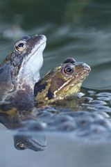 Green Frog, Bronze Frog, Rana clamitans