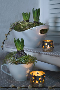 Hyacinth Plants In Porcelain And Candles Indoors