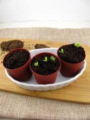 Keimende Pflanze im Blumentopf