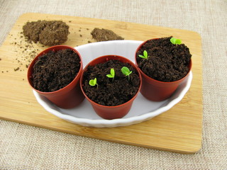 Keimende Pflanze im Blumentopf