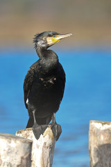 cormorano (Phalacrocorax carbo)