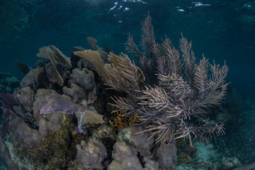 Healthy Caribbean Reef