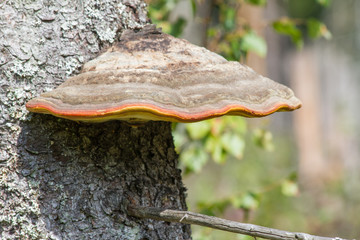 Baumpilz