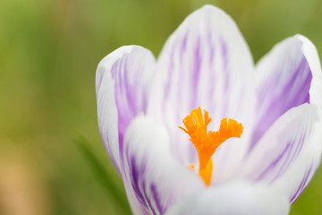 Fototapeta premium Purple striped crocus