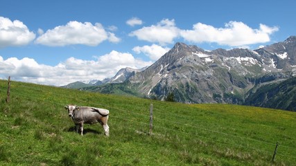 Summer in the Swiss Alps