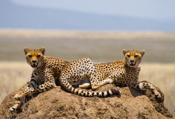 Two cheetah on a hill in the savannah. © gudkovandrey