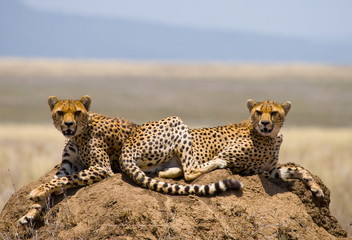 Two cheetah on a hill in the savannah.