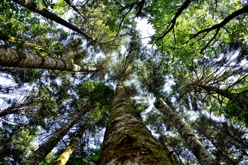 Prospettiva dal bosco