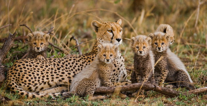 The female cheetah with her cubs