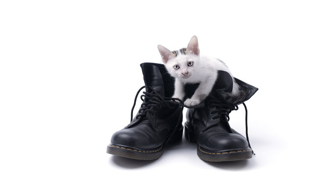 Cute kitten in the boots isolated
