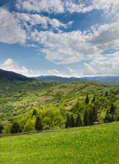 Green meadow and pine forest in the Carpathian Mountains away.