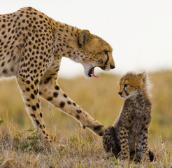 Cheetah with cub. Kenya. Funny pose.