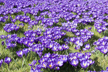 Obraz premium Crocuses.