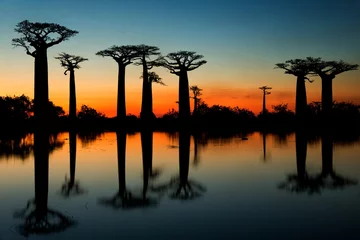 Tableaux ronds sur aluminium brossé Baobab Baobabs au lever du soleil