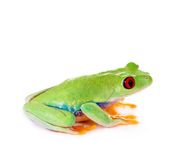 Agalychnis callidryas – Rotaugenlaubfrosch