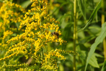 Obraz premium Fleißige Biene auf gelber Blüte