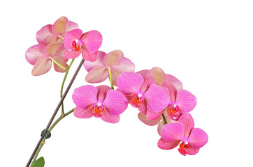 Fototapeta na wymiar Pink orchid flower, isolated on white background