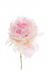 peony on the white