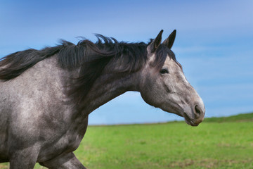 Fototapeta na wymiar Grey horse portrait
