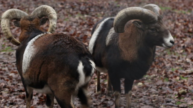 Two Mouflons