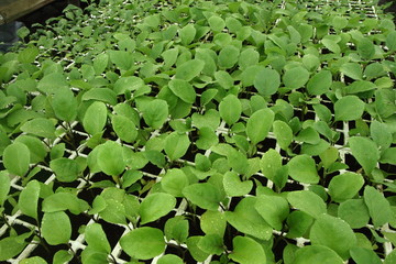 semis de plantes potagères