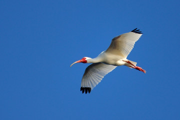 White Ibis flying in blue sky
