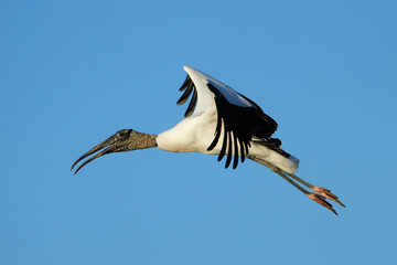 Wood stork flying in blue sky